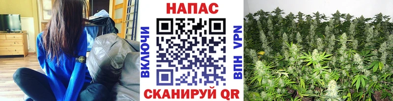 Бошки Шишки планчик  Луза 